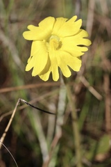 Pinguicula lutea