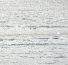 Calidris falcinellus