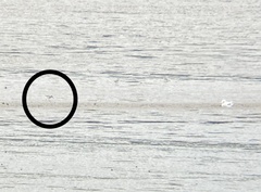 Calidris falcinellus