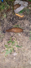 Drusia valenciennii