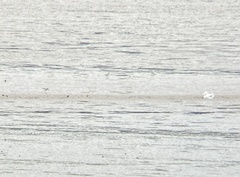 Calidris falcinellus