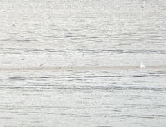 Calidris falcinellus