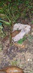 Drusia valenciennii