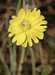 Pinguicula lutea