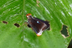 Thracides cleanthes