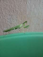 Photiomantis