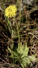 Pinguicula lutea