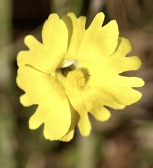 Pinguicula lutea