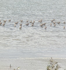 Limosa lapponica baueri