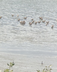 Limosa lapponica baueri