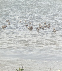 Limosa lapponica baueri