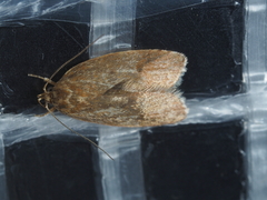 Oligoloba severa