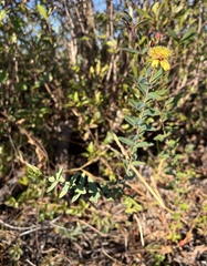 Hypericum myrtifolium