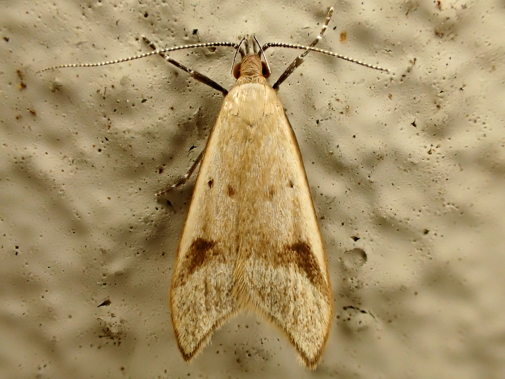 Small Angle-Wing Moth