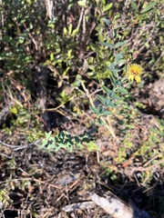 Hypericum myrtifolium