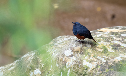 Luzon Water Redstart (Phoenicurus bicolor)