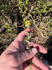 Hypericum myrtifolium