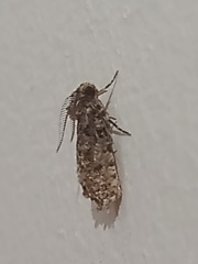 Acrolophinae