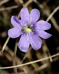 Pinguicula caerulea