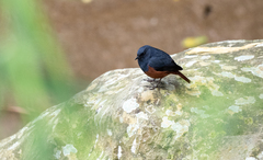 Phoenicurus bicolor