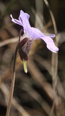 Pinguicula caerulea