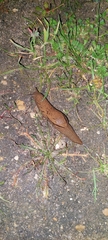 Drusia valenciennii