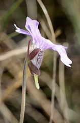 Pinguicula caerulea