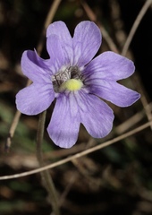 Pinguicula caerulea