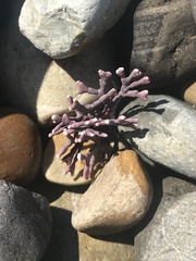 Calliarthron tuberculosum