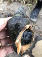 Stramonita canaliculata