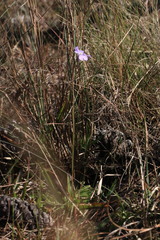 Pinguicula caerulea