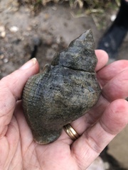Stramonita canaliculata