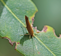 Glaphyristis marmarea