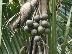Bactris major