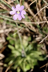 Pinguicula caerulea
