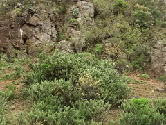 Austrocylindropuntia subulata