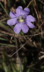 Pinguicula caerulea
