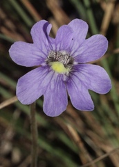 Pinguicula caerulea