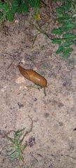 Drusia valenciennii
