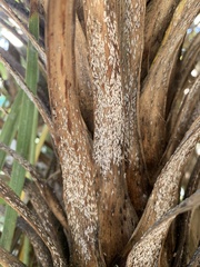 Leucaspis cordylinidis