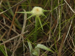 Rhynchospora barbata
