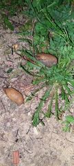 Drusia valenciennii