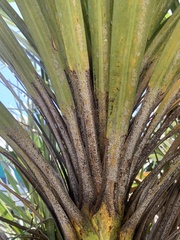 Leucaspis cordylinidis