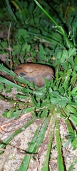 Drusia valenciennii