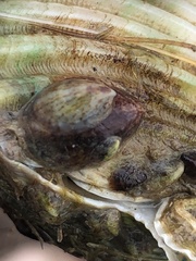 Crepidula convexa