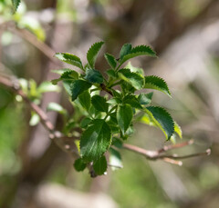 Sambucus cerulea