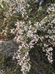 Proustia cuneifolia