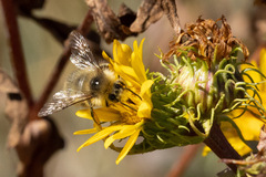 Bombus mixtus