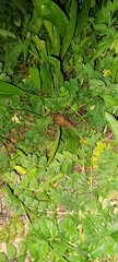 Drusia valenciennii