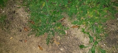 Drusia valenciennii